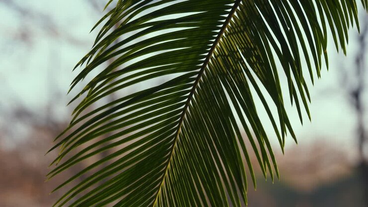 Sunlight Patterns Moving Across Leaf Surface, Abstract View