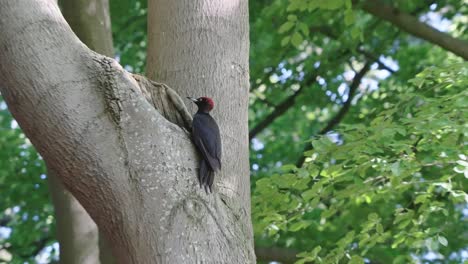 Woodpecker-bird-perched-on-a-tree-branch,-zoom-out