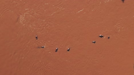 hipopótamos en el río mara de arriba hacia abajo vista vertical de drones aéreos, hermoso paisaje africano de un grupo de hipopótamos en las aguas fluyentes de la reserva nacional de maasai mara, kenia, áfrica