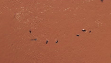 hippos in mara river top down vertical aerial drone shot view, beautiful african landscape scenery of a group of hippo in the flowing water of maasai mara national reserve, kenya, africa