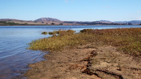 Toma-Panorámica-De-Ondas-En-Una-Soleada-Costa-De-La-Bahía-De-Tomales-Con-Una-Playa-Fangosa-Y-Pantanosa-En-Primer-Plano-Y-árboles-Y-Colinas-En-El-Fondo