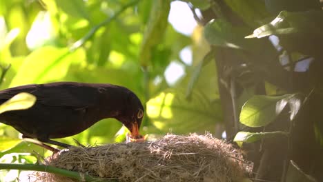 black bird feeds baby bird