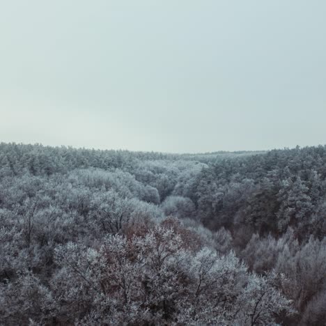 panoramic view of a beautiful forest in winter. flying over the top of trees covered with frost. aerial view.