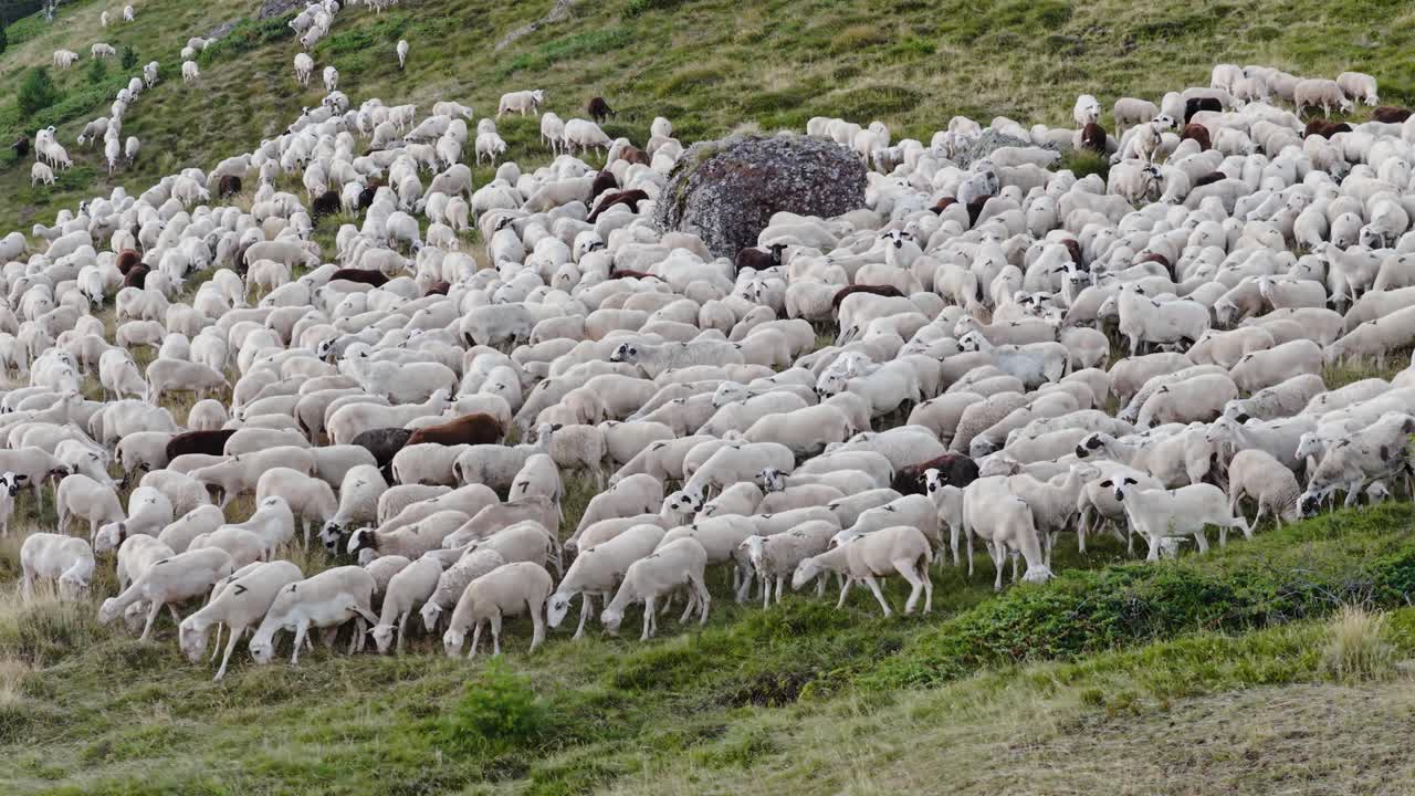 Herd of Sheep Grazing on a Green Hillside