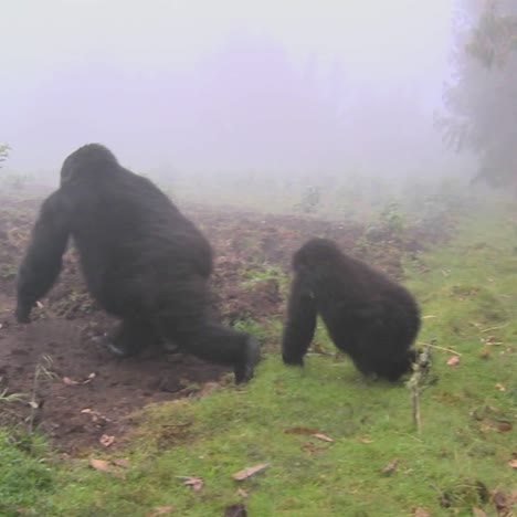 Gorilla-and-baby-walk-through-farmers-fields-in-the-mist-in-Rwanda