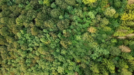 Fliegen-Sie-über-Die-Drohnenaufnahme,-Die-Mitten-Im-Wald-Aufdeckt