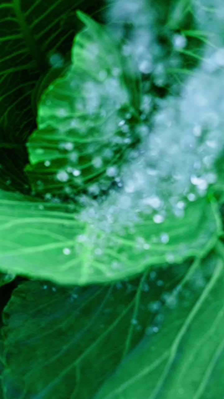 Un giardino sereno mostra foglie verdi e rigogliose adornate da scintillanti gocce d'acqua. Il delicato spruzzo d'acqua esalta la bellezza della natura, creando un'atmosfera tranquilla e piena di vita.
