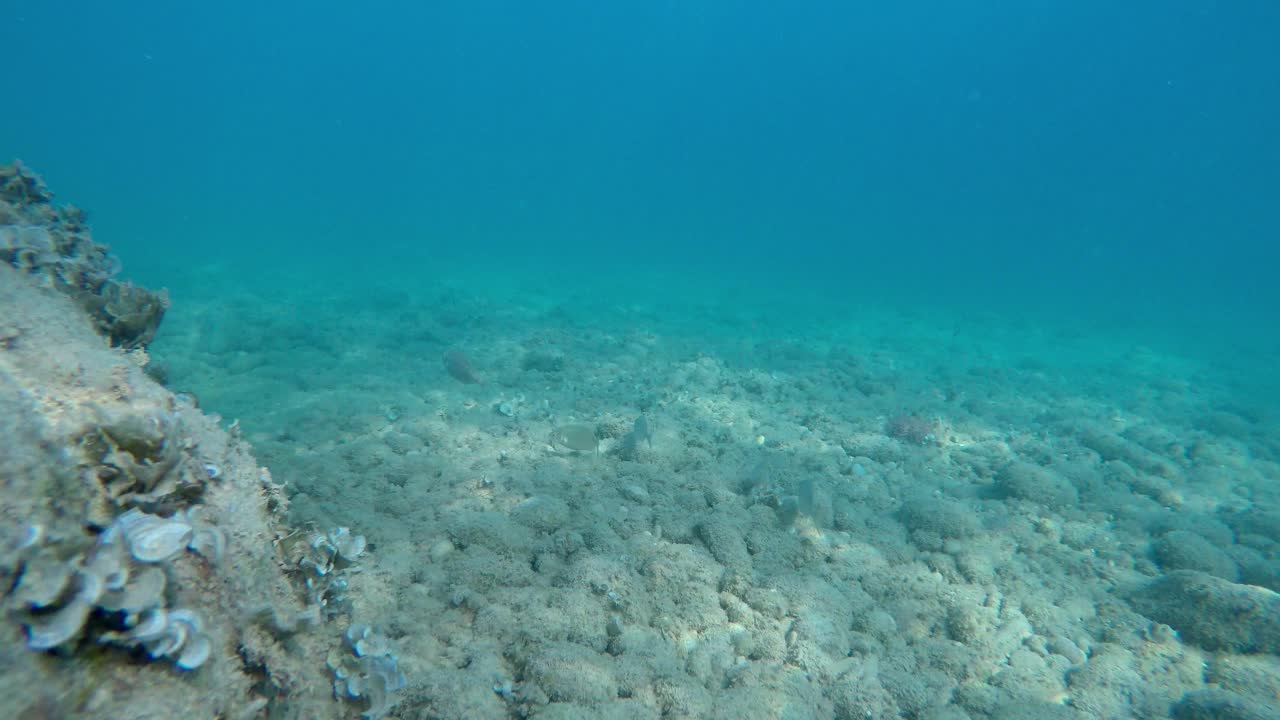 vista submarina de primer plano de las rocas del lecho marino mediterráneo con algas y pocos peces nadando