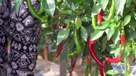 hands of farmer picking out and harvest red pepper from the pepper plant shrubs