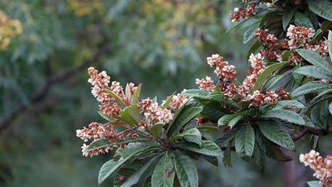 Loquat-tree-flowers-and-leaves-,-vertical-pan