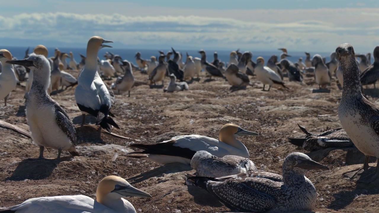 Australske suler og deres unger reder i en stor koloni ved Cape Kidnappers, New Zealand.