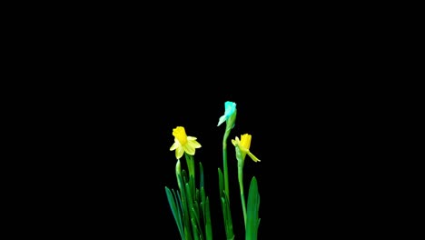 time lapse shooting of the growth and flowering of a bouquet of blue and yellow daffodils on a black background, 4k video. beautiful unusual flowers.