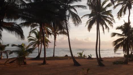 Durch-Die-Palmen-Am-Strand