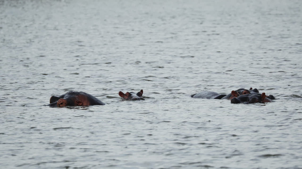 Hippopotamuses in a Lake