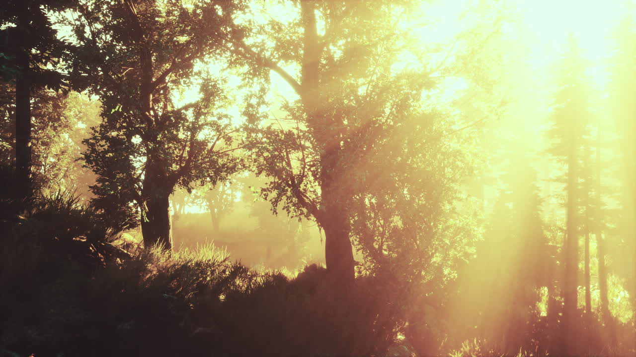 панорамный вид на величественный вечнозеленый лес в утреннем тумане