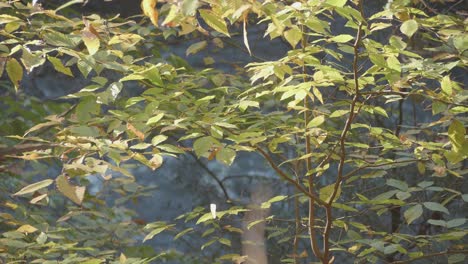 árboles a lo largo del arroyo wissahickon en otoño