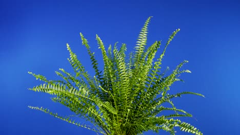 fern in breeze on bluescreen for compositing