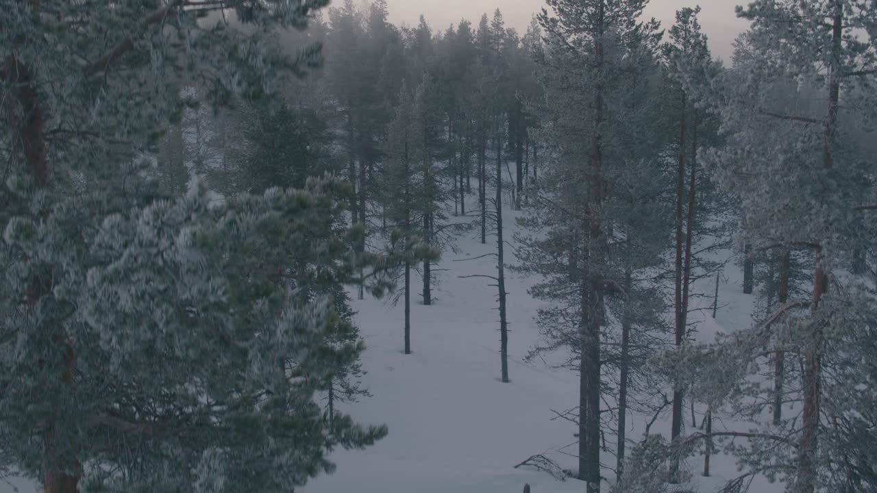 안개 낀 산에 얼어붙은 소나무 숲의 영화 같은 상승 공중 샷