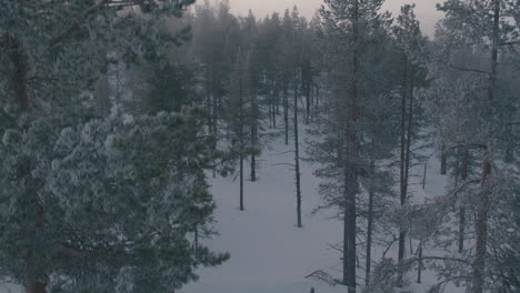 cinematic rising aerial shot of a frozen pine forest on a misty mountain
