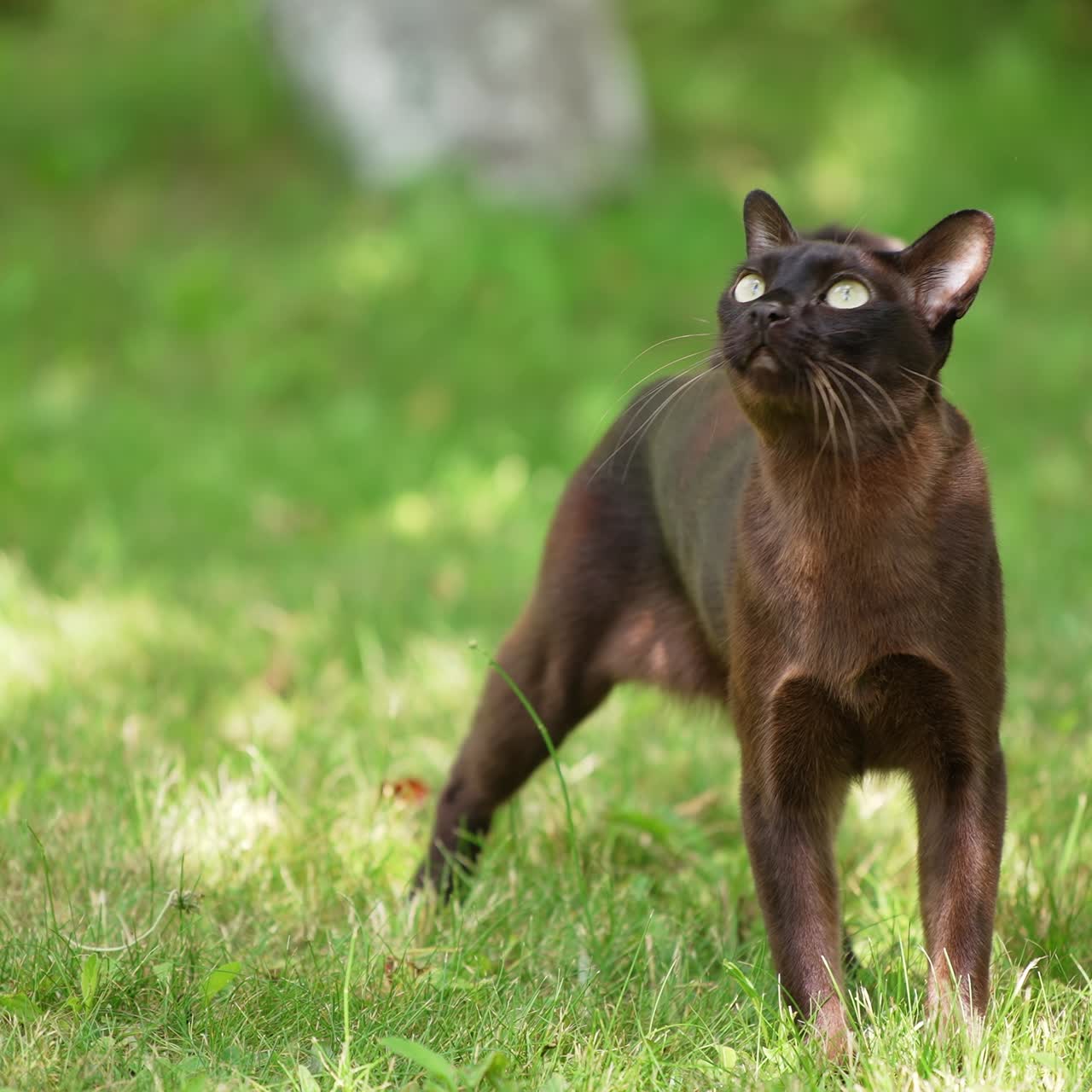 Slim black cat with white whiskers stands in grass. Female hand gives food to a cat and it refuses. Blurred nature backdrop