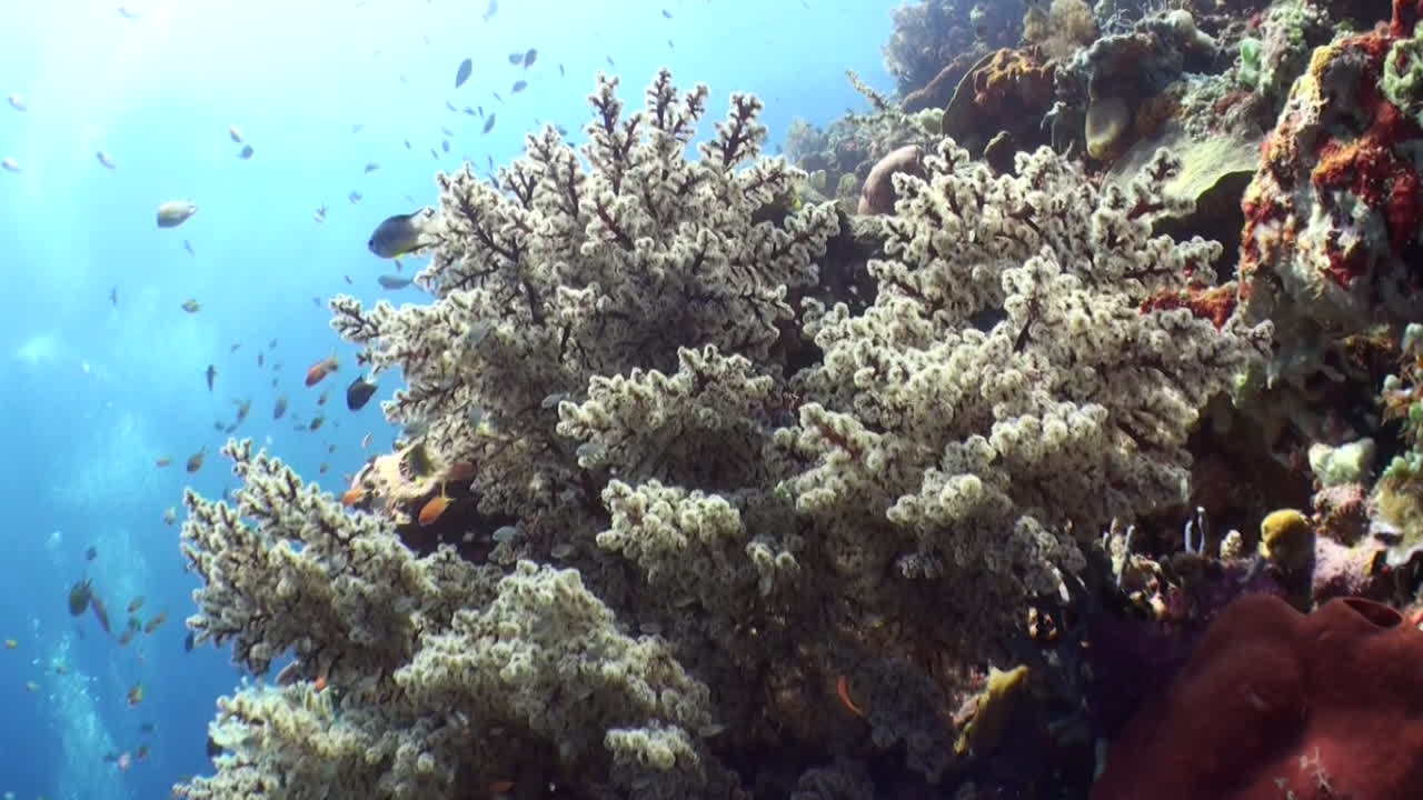 Coralli molli con anthias e pesci damigella, acqua blu e sole sullo sfondo