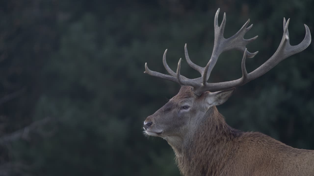 Cervo maestoso con grandi palchi gira la testa e guarda la telecamera - SLOMO