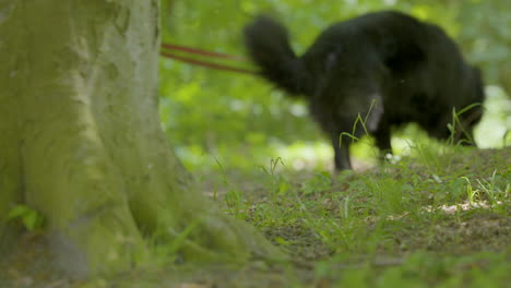 a large dog with a black long leash walks through the woods on a leash