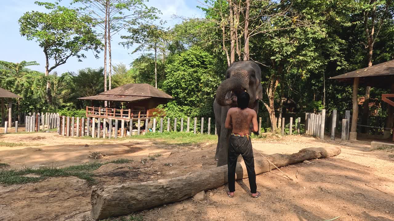 象が人に向かって歩き挨している