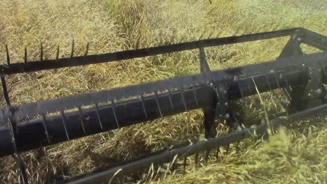 Inside-the-cab-view-of-the-header-cutting-wheat-with-a-swather-in-order-for-it-to-dry-down-for-combining