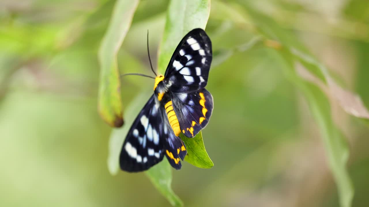 A butterfly with striking patterns rests on a leaf, captured in natural light, showcasing its vibrant colors and delicate wings