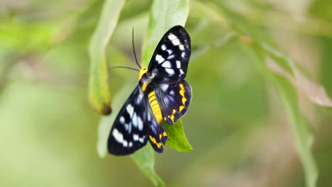 a butterfly with striking patterns rests on a leaf, captured in natural light, showcasing its vibrant colors and delicate wings