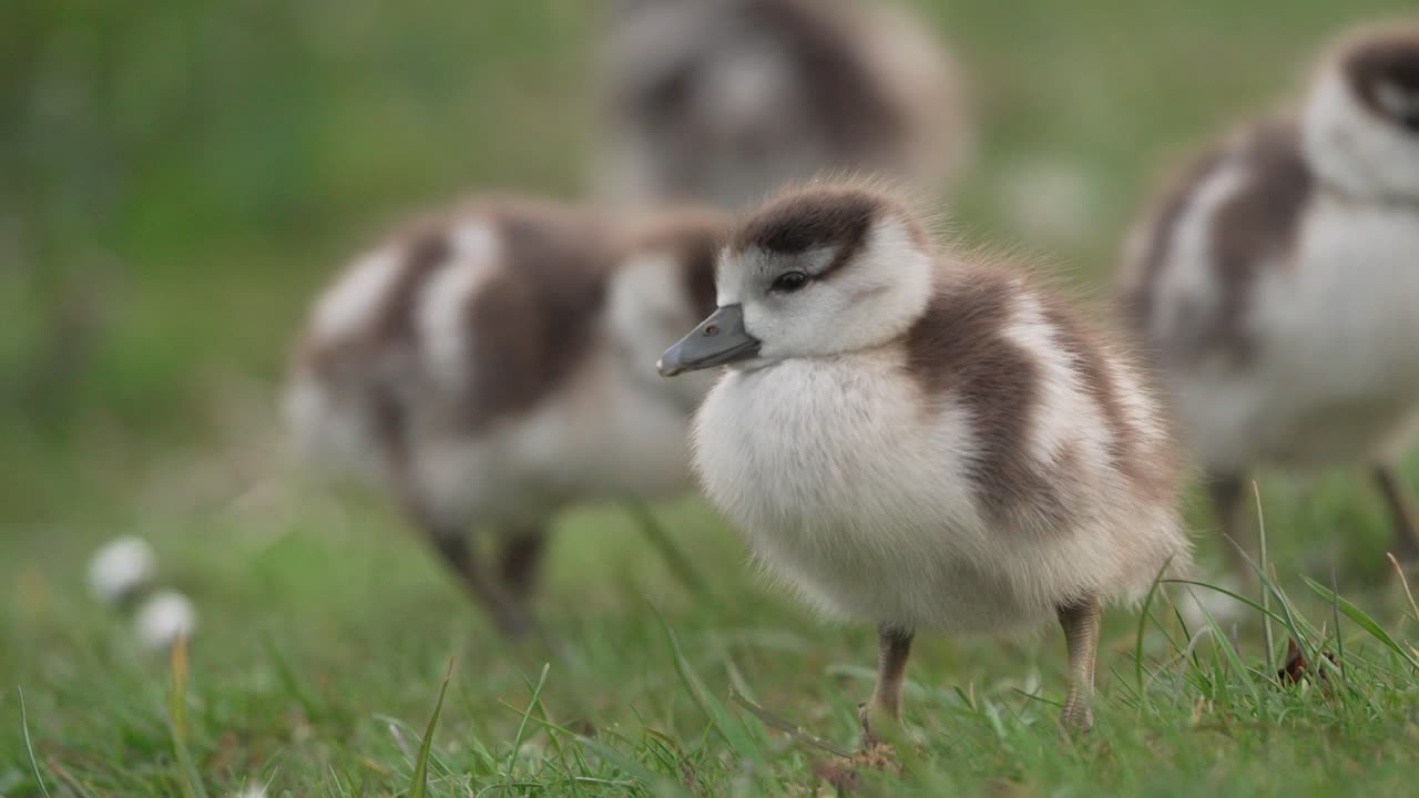 초원 에 있는 새끼 거위