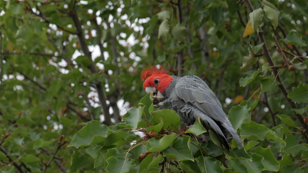 cacatúa de pandillas buscando comida en un árbol de la calle suburbana