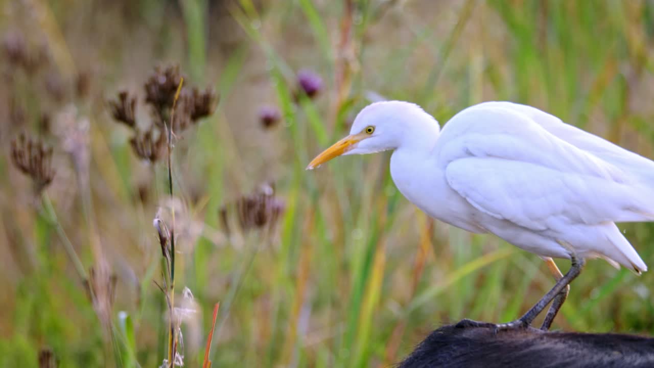 un pájaro de garcetas blancas parado en la espalda de un búfalo