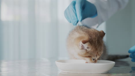 veterinarian examining a kitten, distracting him with a delicious treat