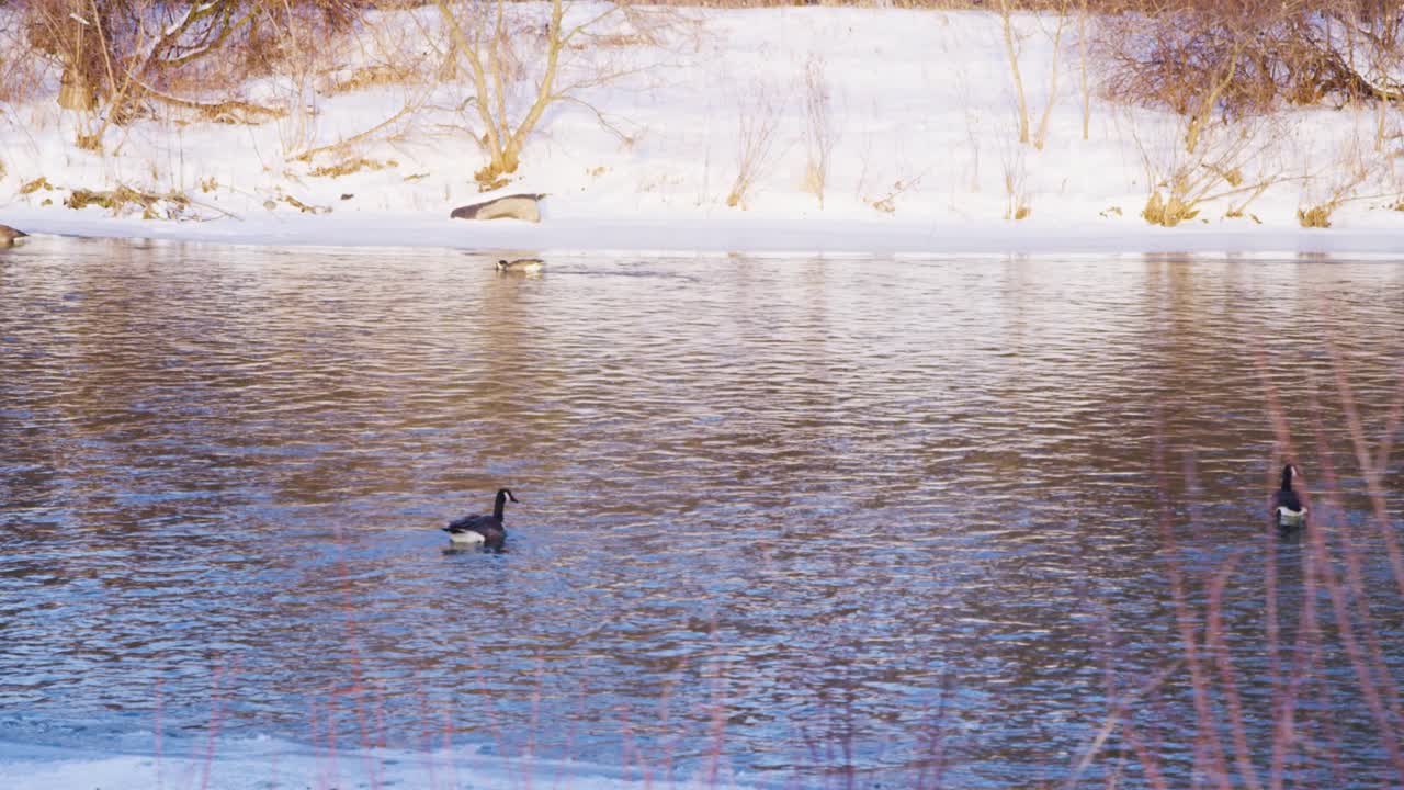 캐나다 거위가 얼어붙은 강을 헤엄쳐 먹이를 찾고 파트너를 잡으려고 합니다.