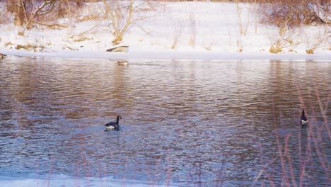 canada goose swimming down a frozen river looking for food trying to catch up to his partner