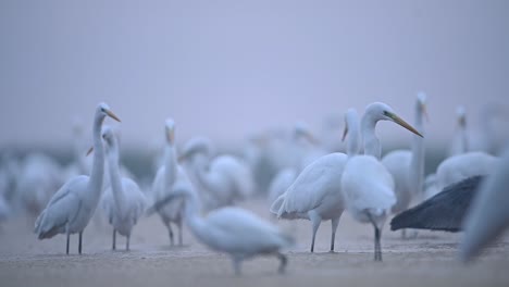 flock of birds in morning