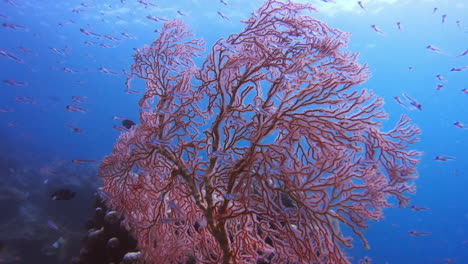 beautiful pink sea fan coral underwater