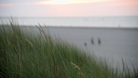 wide shot over dune grass with the sea and sandy beach in the background