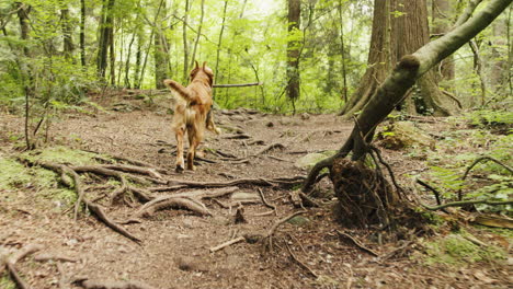 golden retriever puppy running with a stick