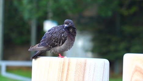 Una-Paloma-Australiana-Acicala-Sus-Plumas