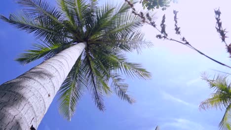 Palm Trees at Sunny day Time