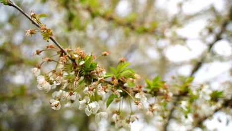 Single-branch-with-small-white-flowers-filmed-from-below-moves-slightly-in-the-wind-in-good-weather