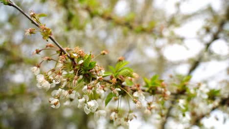 single branch with small white flowers filmed from below moves slightly in the wind in good weather