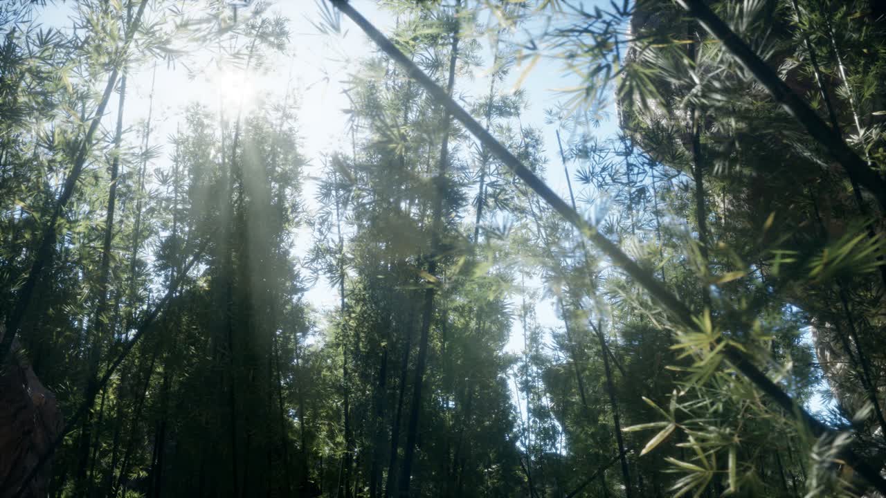 paisaje de un árbol de bambú en la selva tropical, malasia