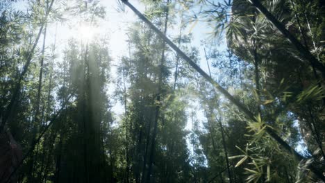 lanscape of bamboo tree in tropical rainforest, malaysia
