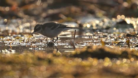 wagtail bird feeding in pond in morning