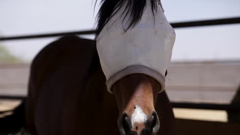 Caballo-Mira-Hacia-Adelante-Las-Fosas-Nasales?-Instinto