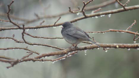 Dark-eyed-Junco-resting-on-icy-tree-branch